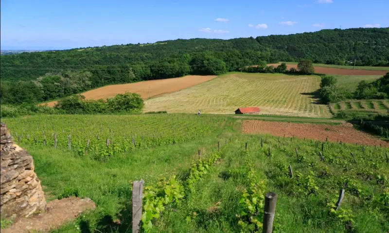 Vue du programme à Saint Romain Au Mont D'or